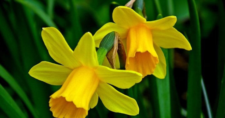 daffodils-4955256_1920